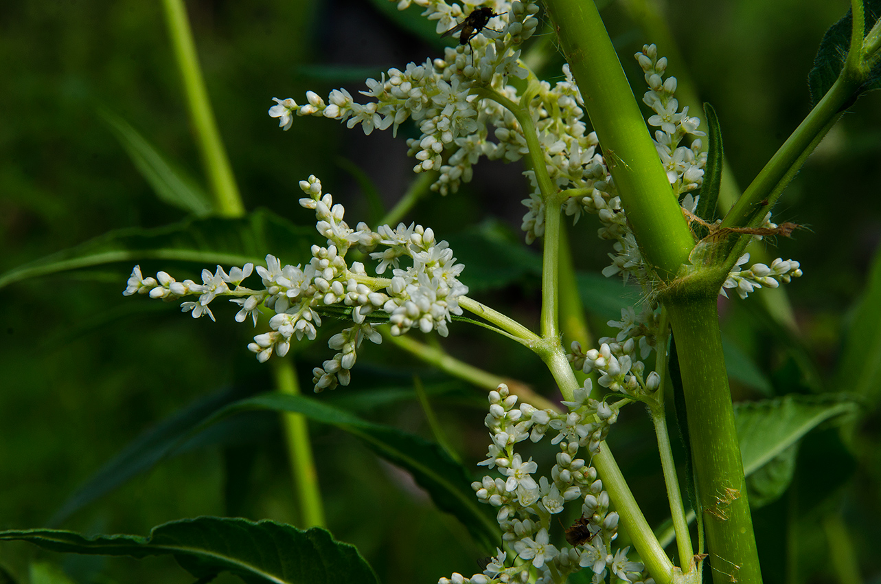 Изображение особи Aconogonon alpinum.