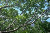 Betula ermanii. Ветви плодоносящего дерева. Курильские о-ва, о-в Кунашир, вулкан Менделеева, ≈ 800 м н.у.м., смешанный лес. 21.08.2022.