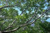 Betula ermanii