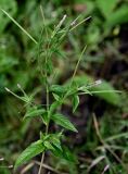 genus Epilobium