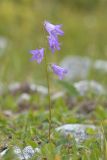 Campanula collina. Верхушка цветущего растения. Карачаево-Черкесия, Карачаевский р-н, Большой Кавказ, правый берег р. Кичкинекол (Узункольский), ≈ 2180 м н.у.м., частично задернованная каменная россыпь, среди камней. 21.07.2023.