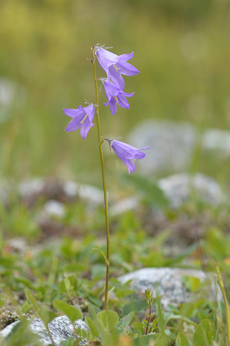 Изображение особи Campanula collina.