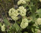Hylotelephium caucasicum
