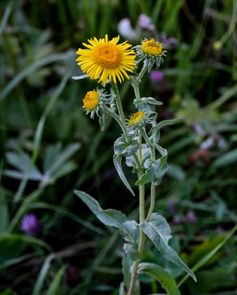 Изображение особи Inula britannica.