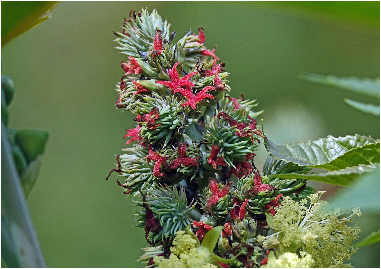 Image of Ricinus communis specimen.