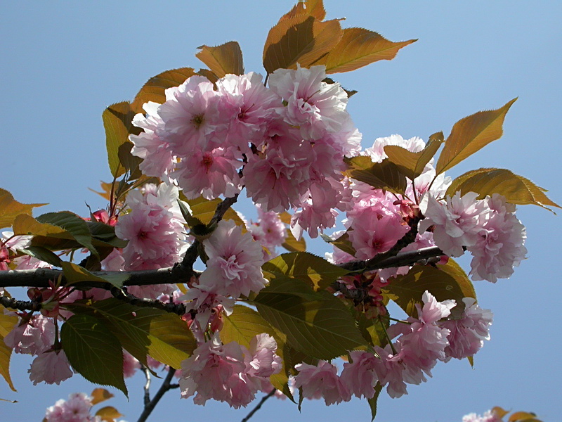 Изображение особи Prunus serrulata.