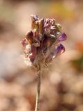 Hedysarum talassicum