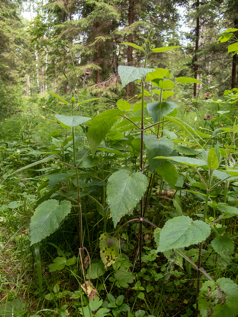 Изображение особи Stachys sylvatica.