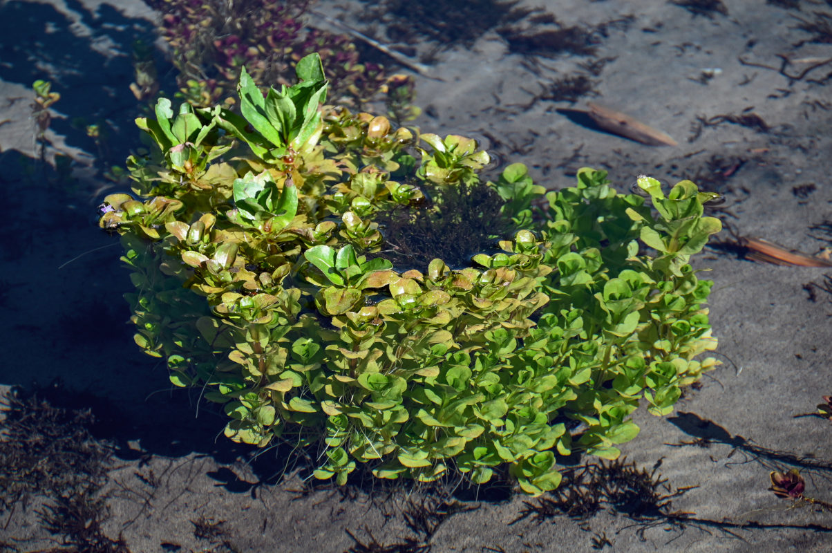 Image of Veronica anagallis-aquatica specimen.