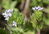 Sherardia arvensis