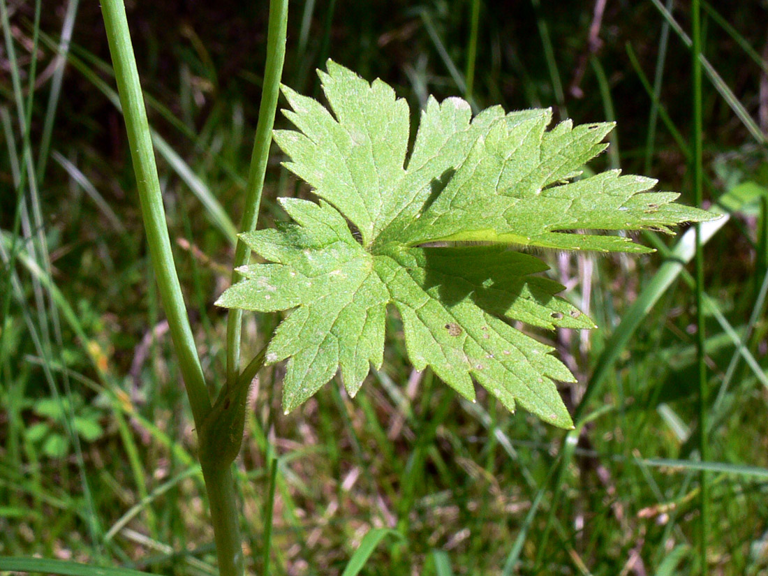 Изображение особи Ranunculus propinquus.