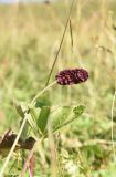 Sanguisorba officinalis. Верхушка цветущего растения. Адыгея, Кавказский биосферный заповедник, плато Лагонаки, 1.5 км к северо-западу от горы Нагай-Кош, луг. 16 августа 2023 г.