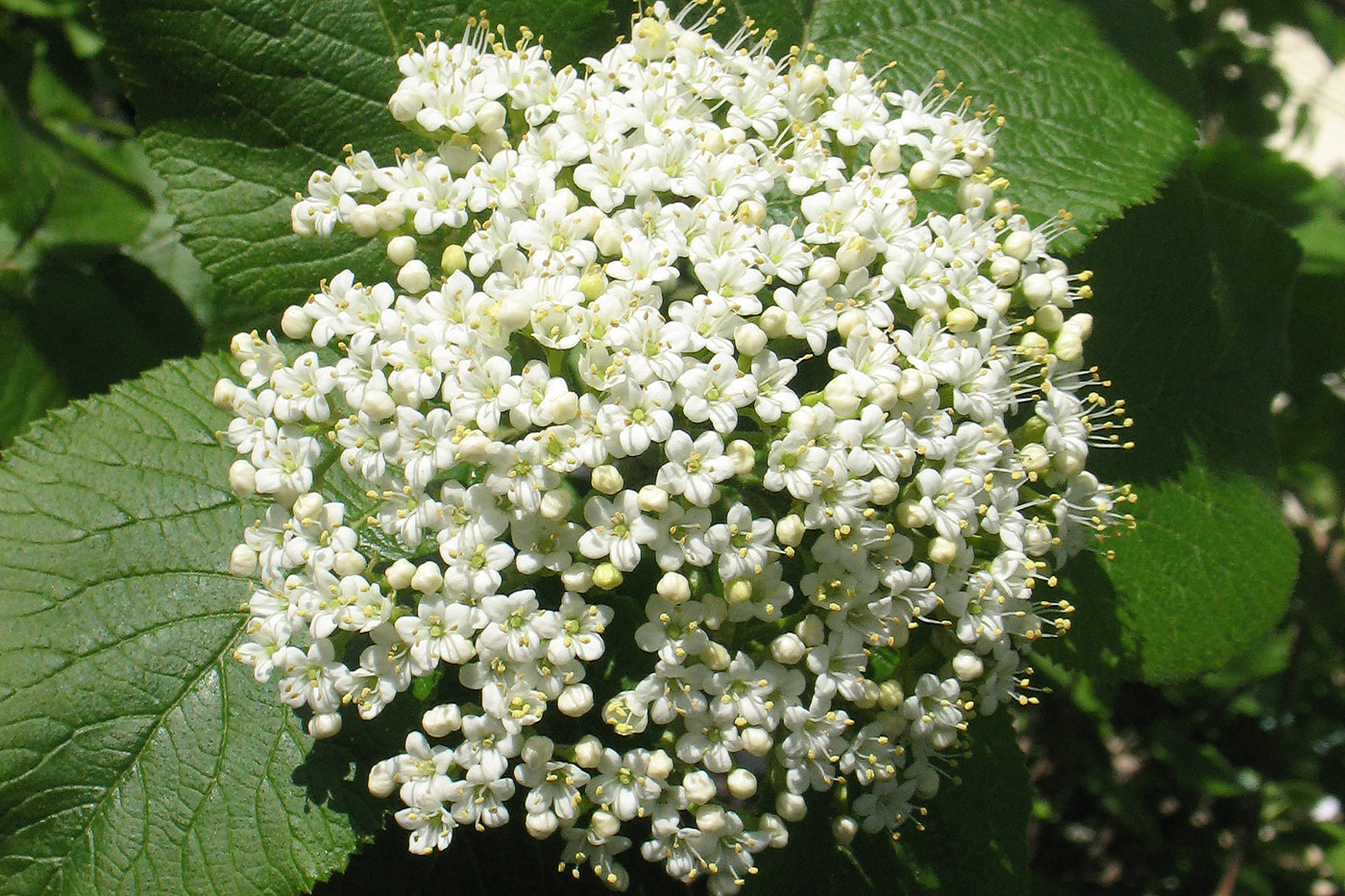 Image of Viburnum lantana specimen.