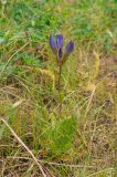 Gentiana olivieri