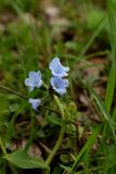 Pulmonaria mollis