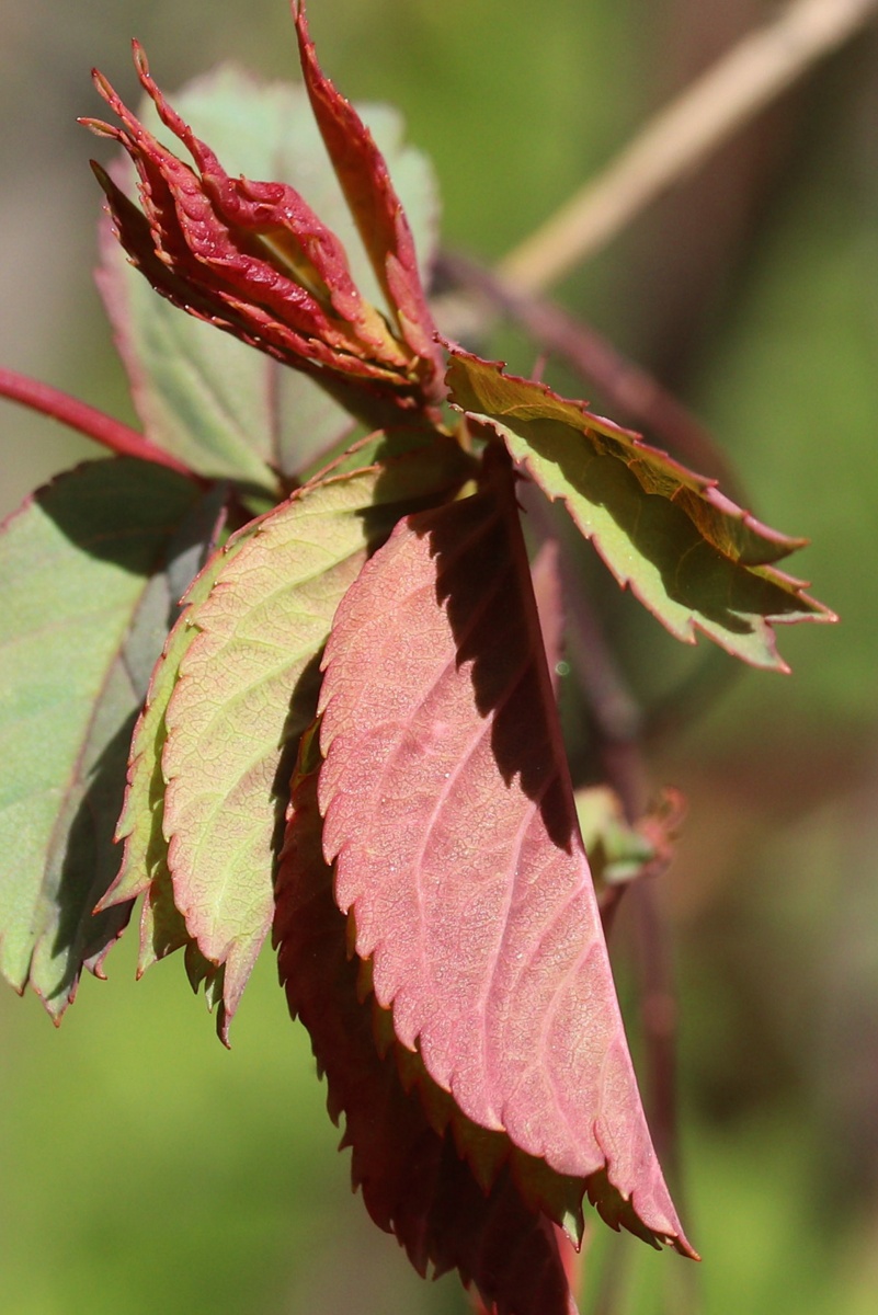 Image of Rosa glauca specimen.