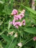 Lathyrus sylvestris