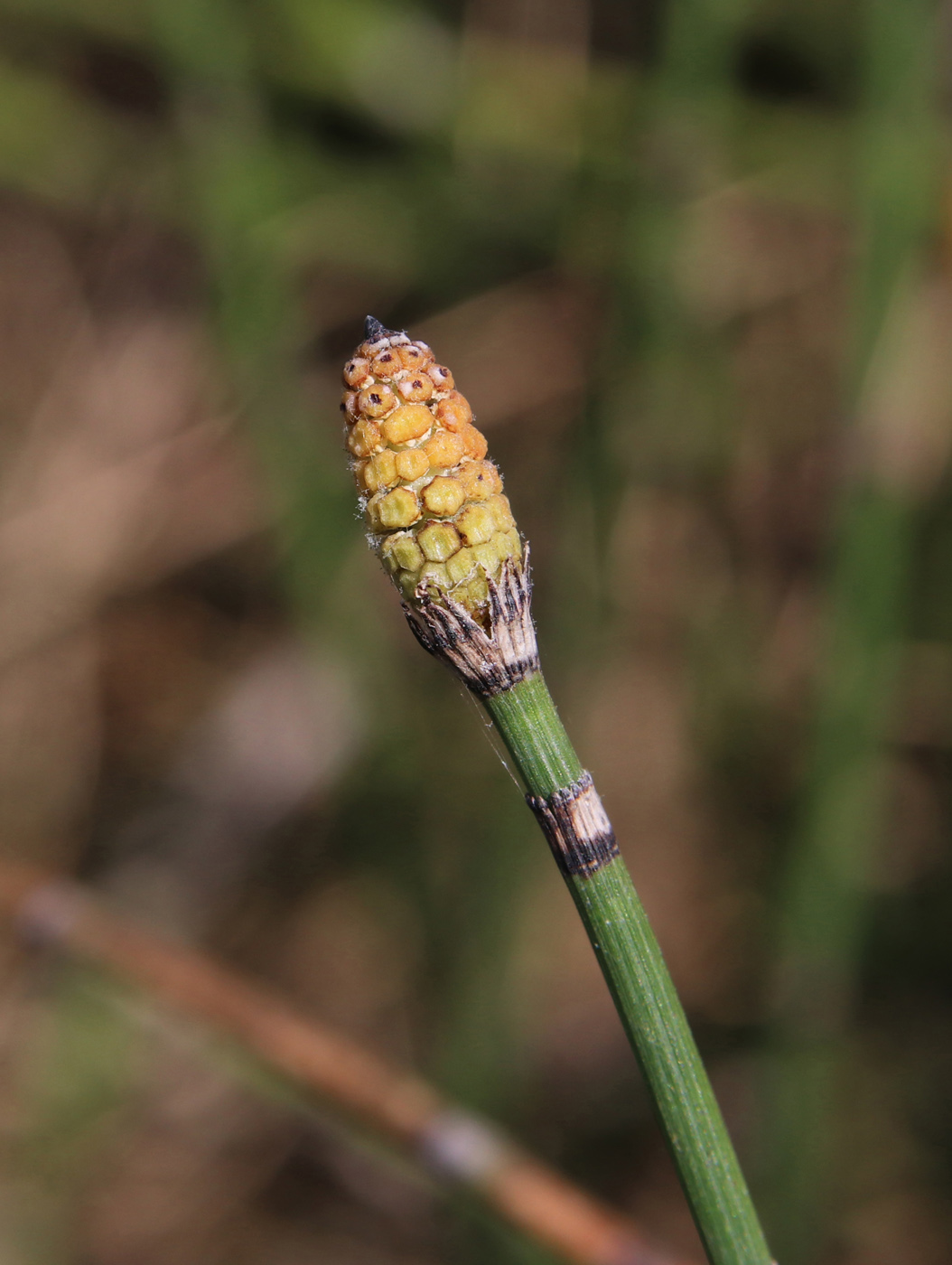 Image of Equisetum hyemale specimen.