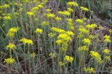 Sedum reflexum