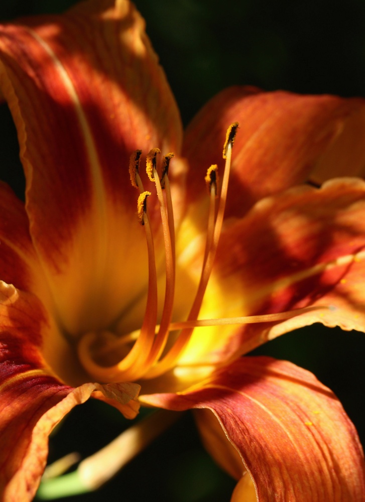 Image of Hemerocallis fulva specimen.