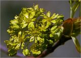 Acer platanoides