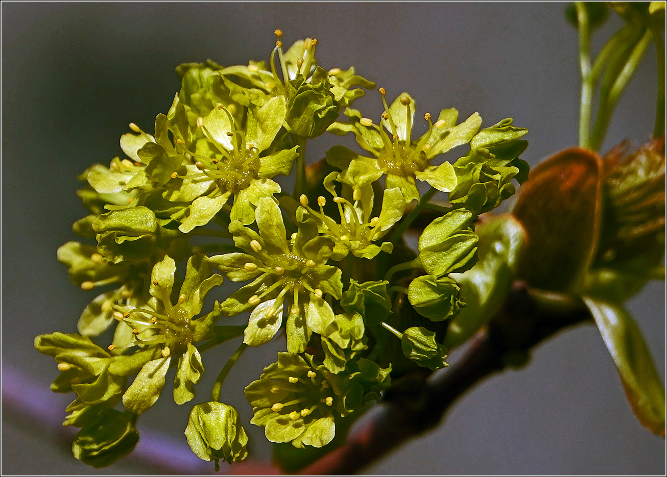 Image of Acer platanoides specimen.