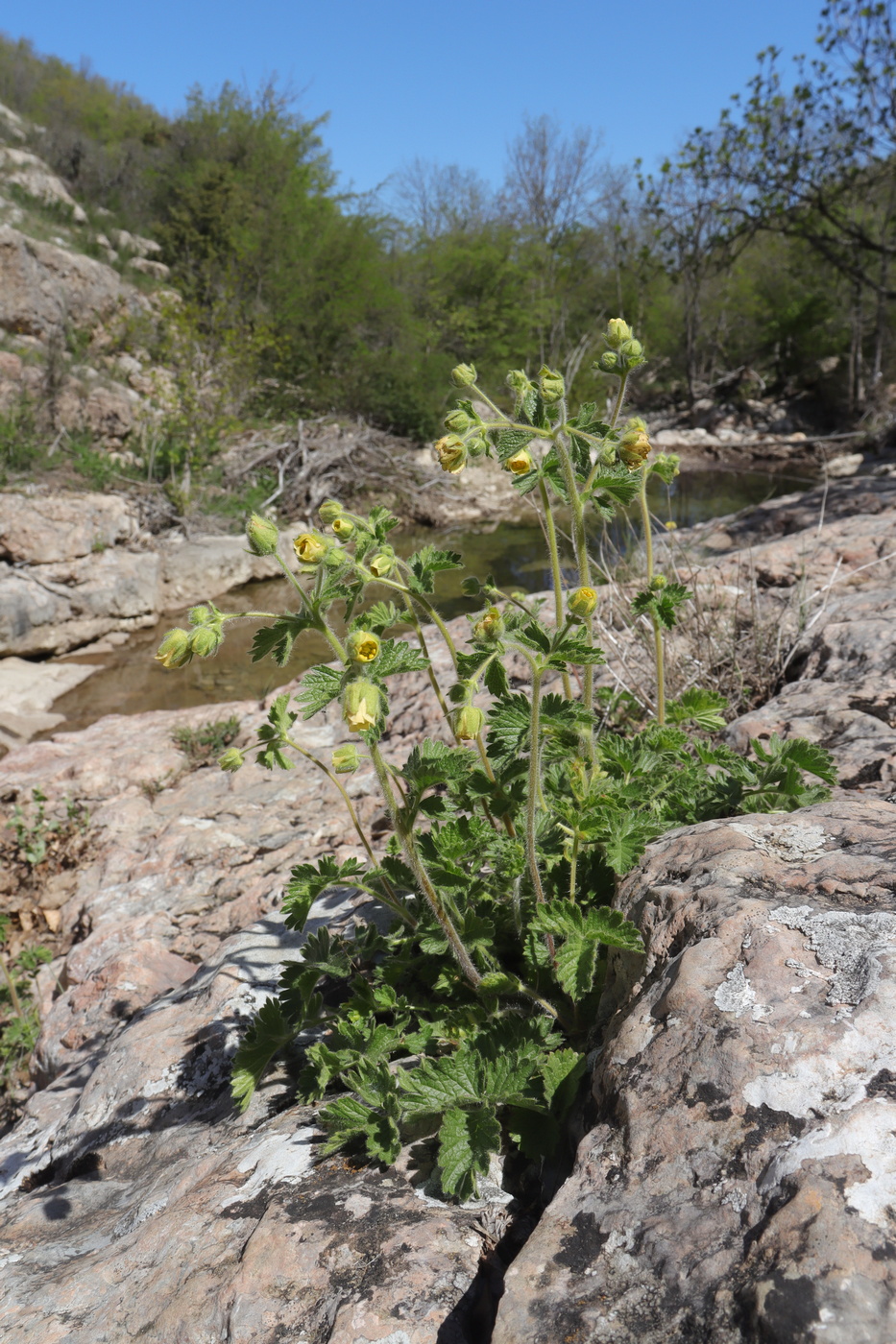 Изображение особи Potentilla geoides.