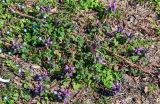 Lamium purpureum