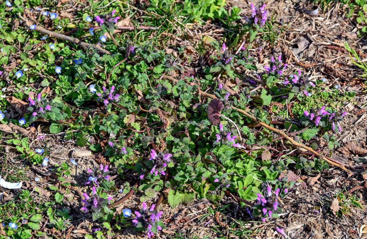 Image of Lamium purpureum specimen.