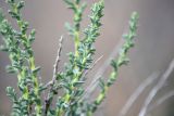 семейство Chenopodiaceae