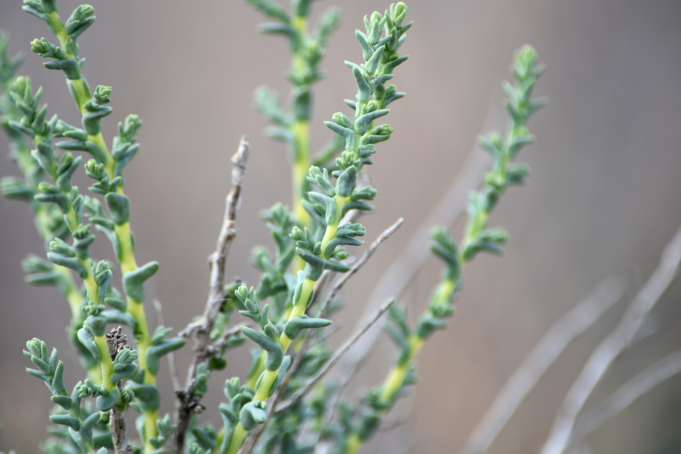 Image of familia Chenopodiaceae specimen.