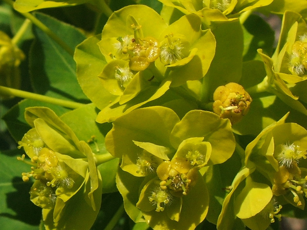 Изображение особи Euphorbia tauricola.