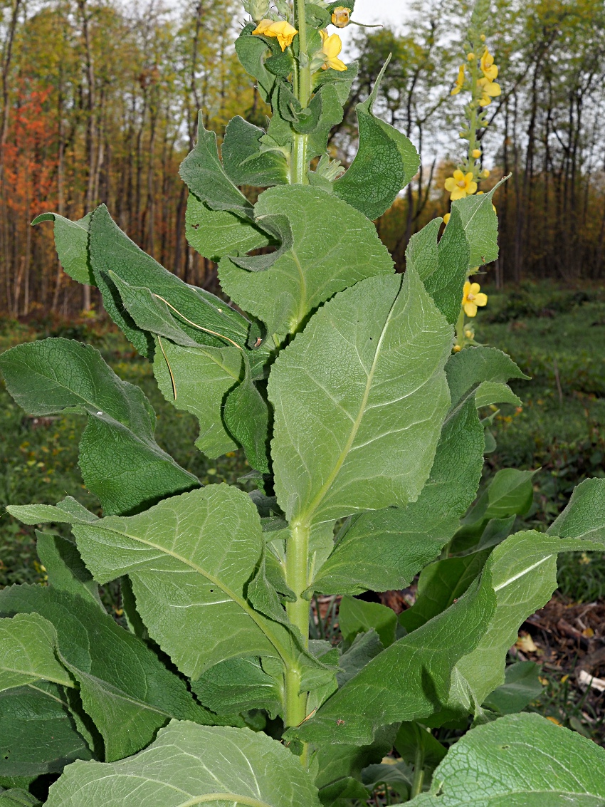 Image of Verbascum phlomoides specimen.