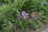 род Vicia