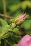 род Rosa. Бутон. Беларусь, Витебская обл., пос. Езерище, частная усадьба, в культуре. 13.06.2025.