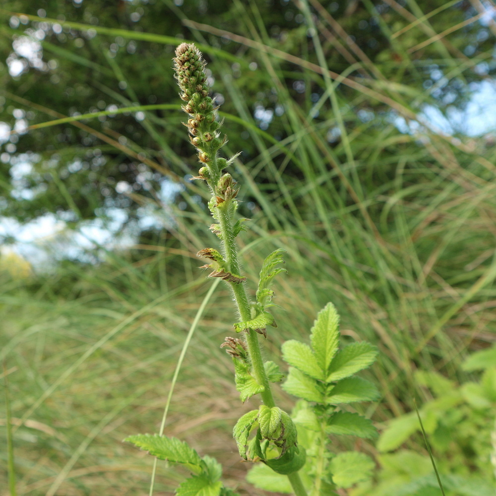 Изображение особи Agrimonia eupatoria.
