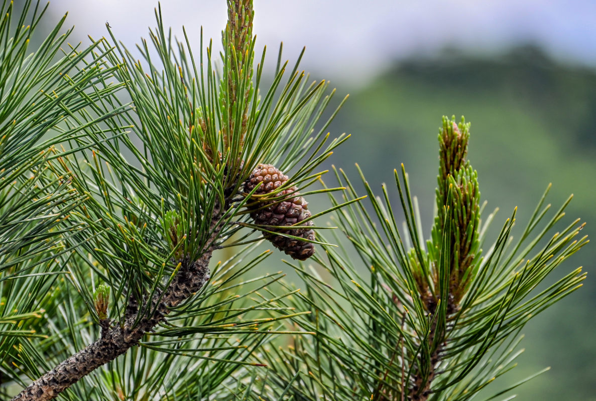 Image of Pinus taiwanensis specimen.