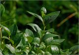 Vaccinium corymbosum. Побег. Московская обл., Раменский р-н, окр. дер. Хрипань, садовый участок. 13.07.2025.