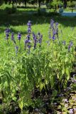 Salvia farinacea. Цветущие растения. Санкт-Петербург, Кировский р-н, цветник, в культуре. 20.07.2025.