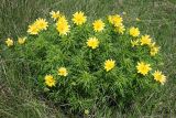 Adonis volgensis