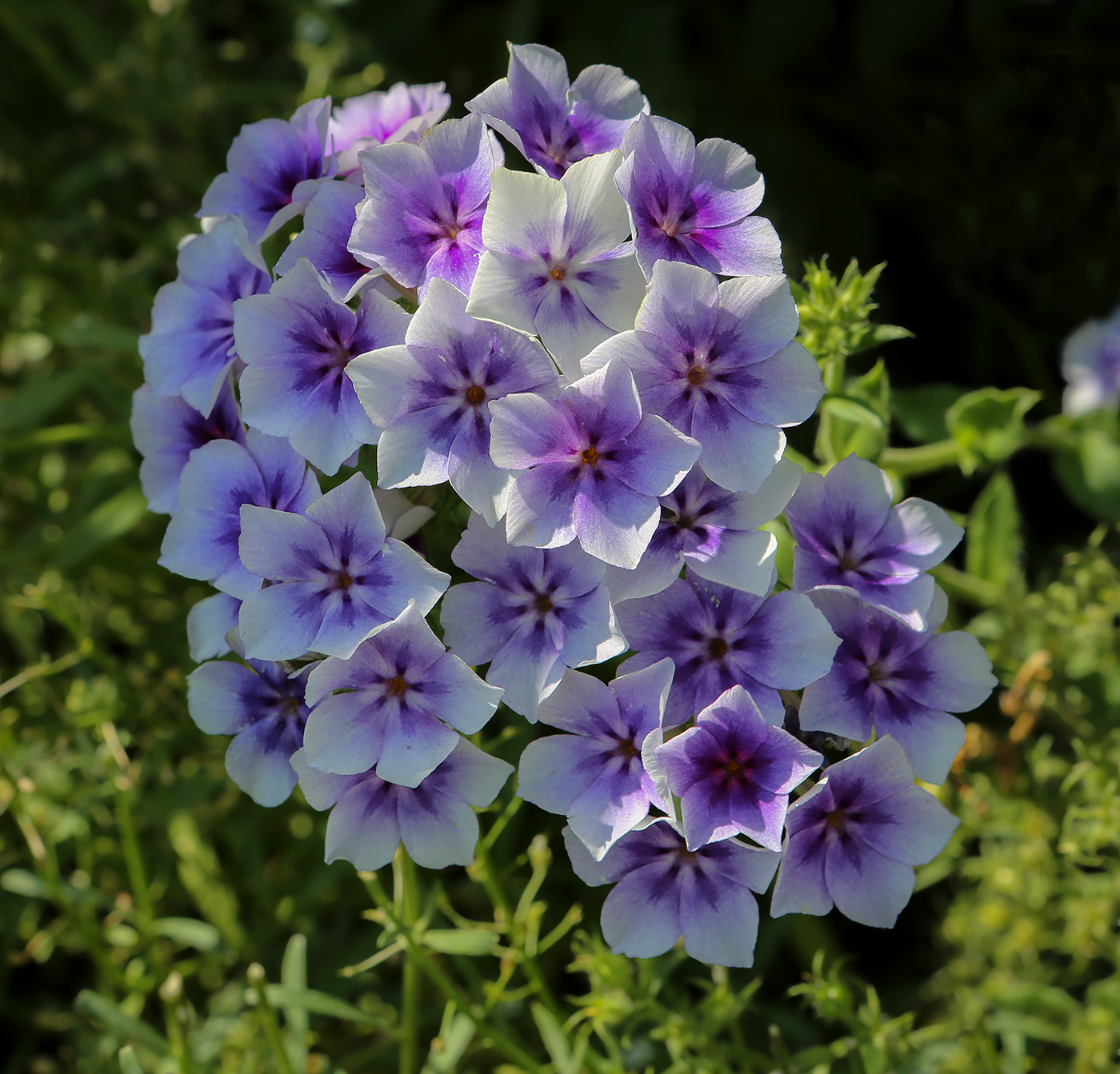 Изображение особи Phlox drummondii.