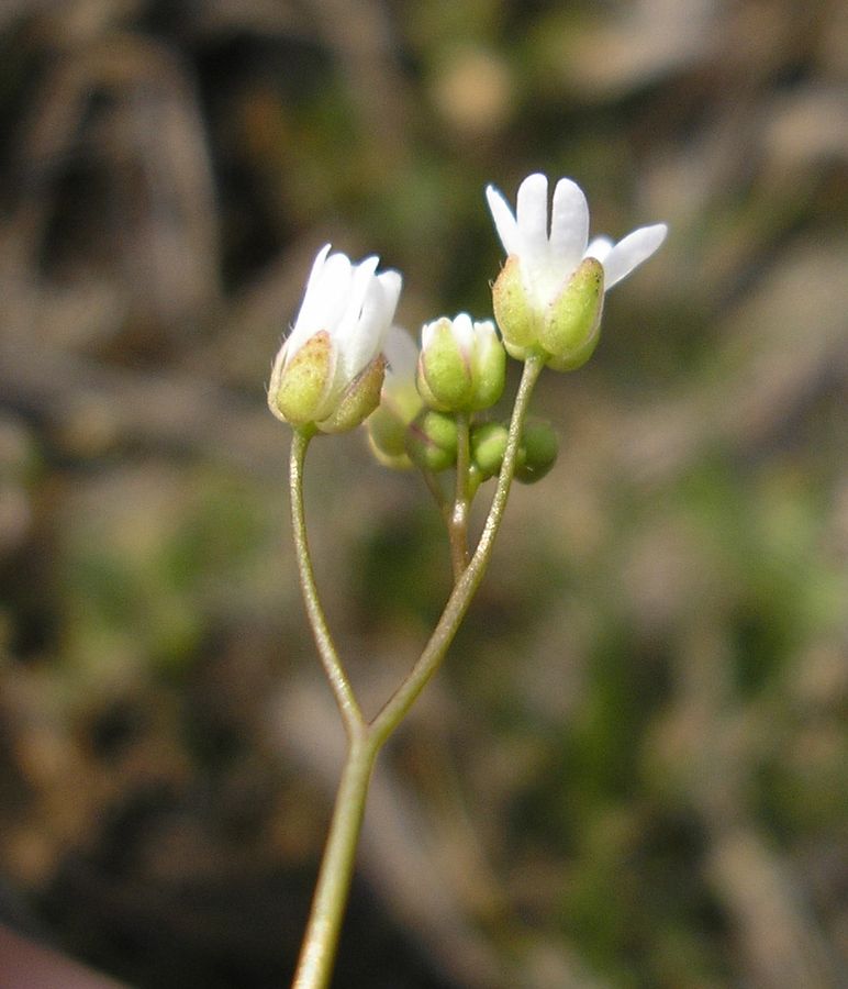 Image of Erophila verna specimen.