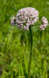 Valeriana wolgensis. Верхушка побега с соцветием. Башкортостан, Кугарчинский р-н, окр. дер. Мурадымово, природный парк \"Мурадымовское ущелье\", разнотравный луг. 30 мая 2024 г.