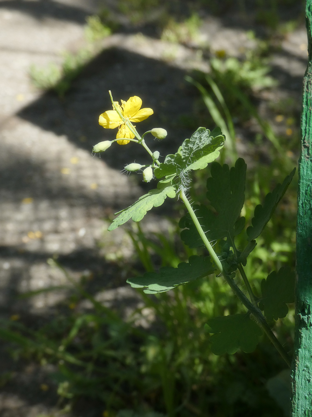 Image of Chelidonium majus specimen.