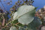 Tilia dasystyla. Верхушка побега (вид на абаксиальную поверхность листьев). ЮЗ Крым, окр. с. Резервное, хр. Биллер. 16.10.2025.