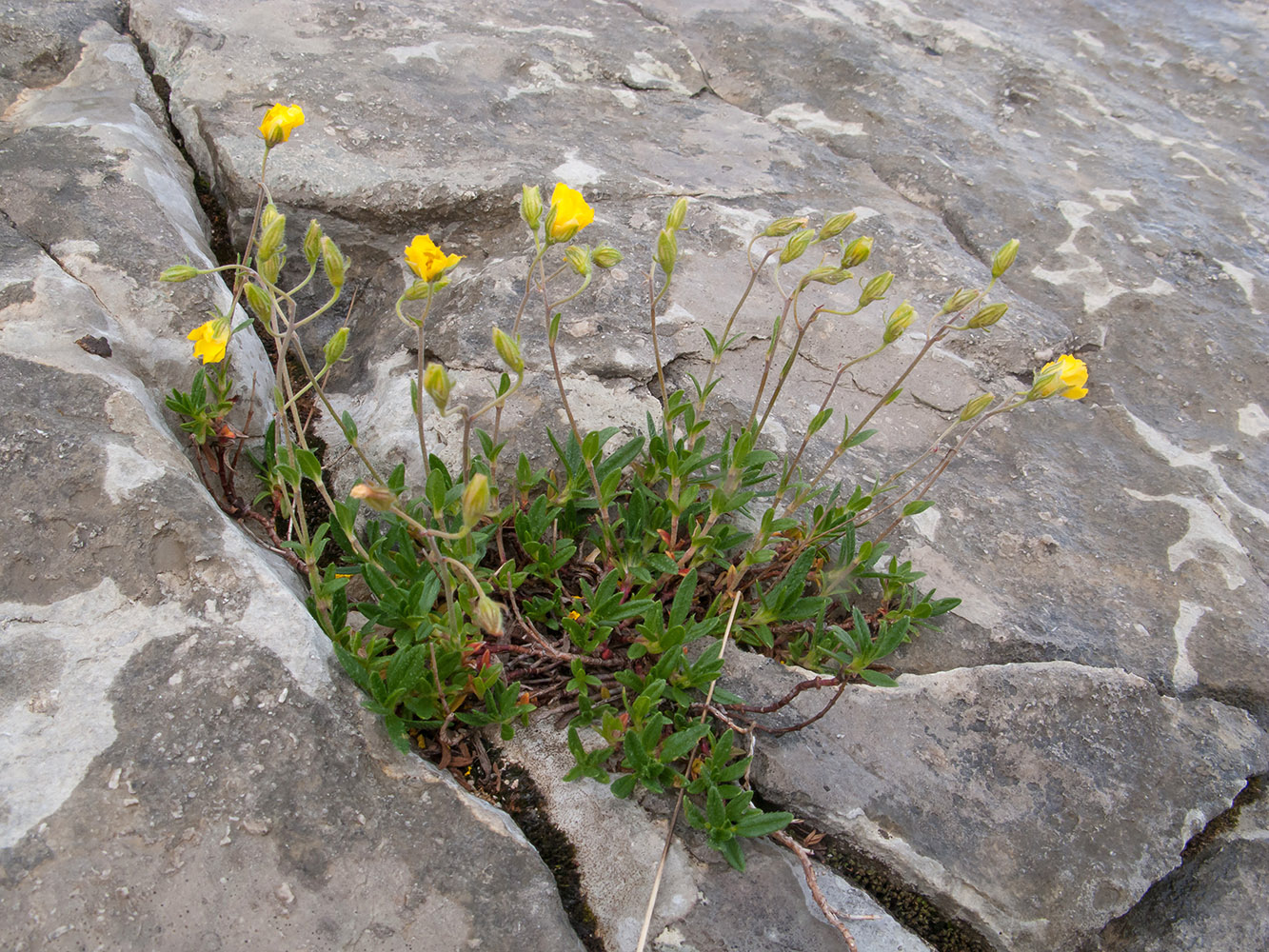 Изображение особи Helianthemum buschii.