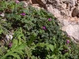 Geranium purpureum