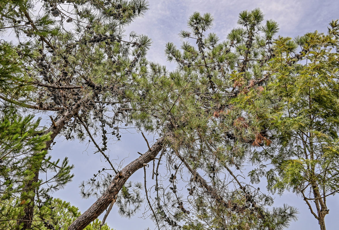 Изображение особи Pinus pinaster.