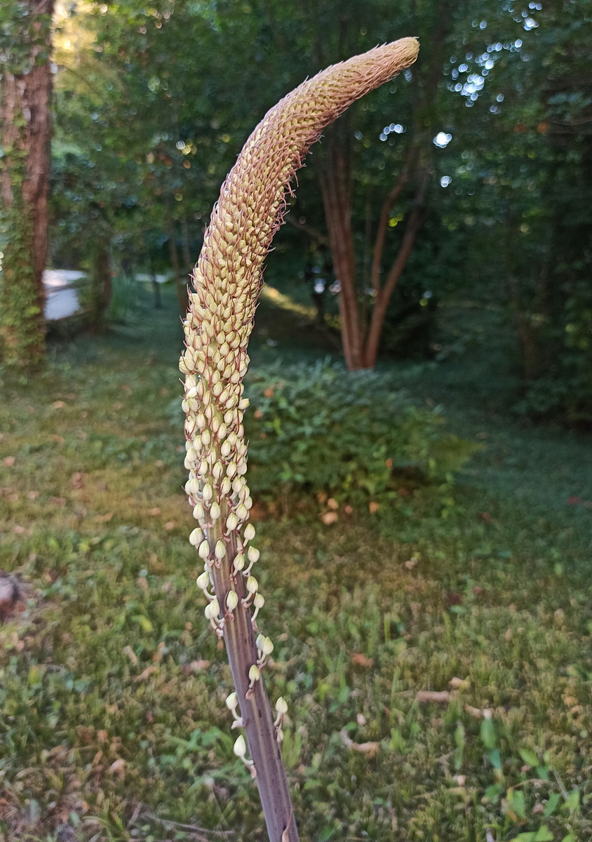 Image of genus Eremurus specimen.