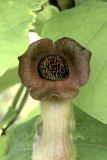 Aristolochia manshuriensis. Часть цветка. Белгородская обл., г. Белгород, Ботанический сад Белгородского государственного университета. 22 мая 2021 г.
